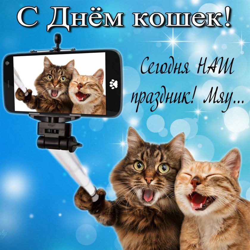 Стильная картинка с Днем кошек в России - скачать бесплатно для Ватсап