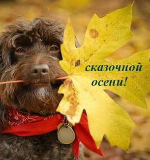 Стильная картинка с началом осени - в хорошем качестве для Ватсап